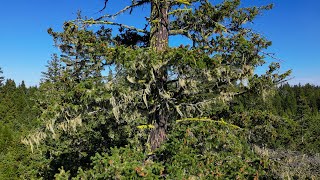 Interior Douglas-Fir Forest Stewardship. Part 2 - Ecological & Cultural Objectives