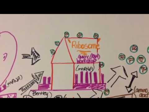Process of Protein Synthesis Bio 067