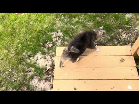 The kitties are going to help put in the solars 😺