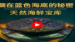 藏在蓝色海底的秘密——天然海鲜宝库