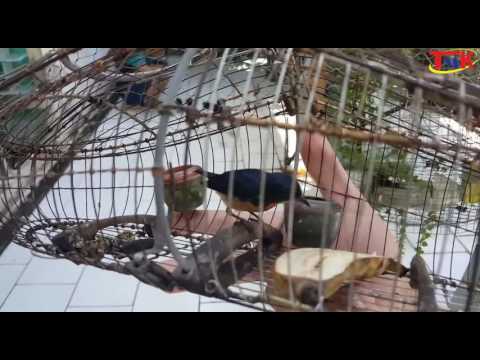 Scarlet-backed Flowerpecker gurgling singing bird in cage traps [2016]