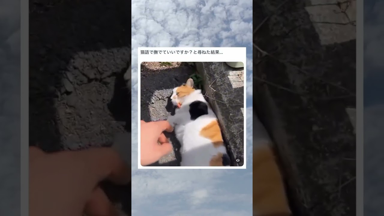 猫に猫語で撫でて良いか尋ねてみたwwwww #面白い #おもしろ #tiktok #Twitter #2ch #5ch