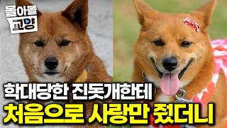 “EBS인데 욕할 뻔했네” 쇠사슬에 묶여 살던 진돗개 사연에 극대노한 설쌤. 사랑 듬뿍 줬더니 벌어진 놀라운 변화#몰아볼교양