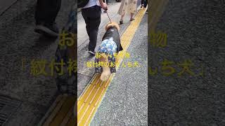 おくんち犬見つけちゃいました！！#おくんち# 動物 #癒し #紋付袴#かわいい