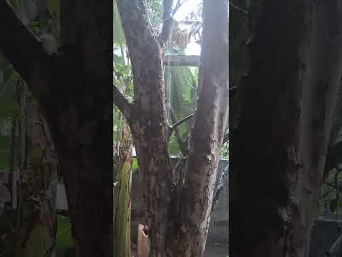 HOJE   UMA. CHUVA  FORTE                                     EM.  JITAUNA BAHIA 