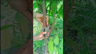 Download lagu cara mencangkok pohon kakao / cokelat dengan mudah #edukasitanaman #berkebun #petanimuda #petani mp3 Download lagu cara mencangkok pohon kakao / cokelat dengan mudah #edukasitanaman #berkebun #petanimuda #petani mp3