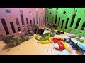 Chihuahua dogs for sale: Hyacinth - Video 1