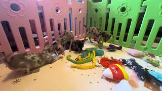 Video preview image #14 Chihuahua Puppy For Sale in CHARLESTON, AR, USA