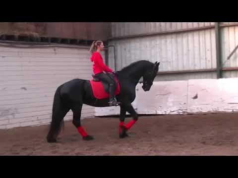 Stal Okkema's Hedzer 8 jarige ruin