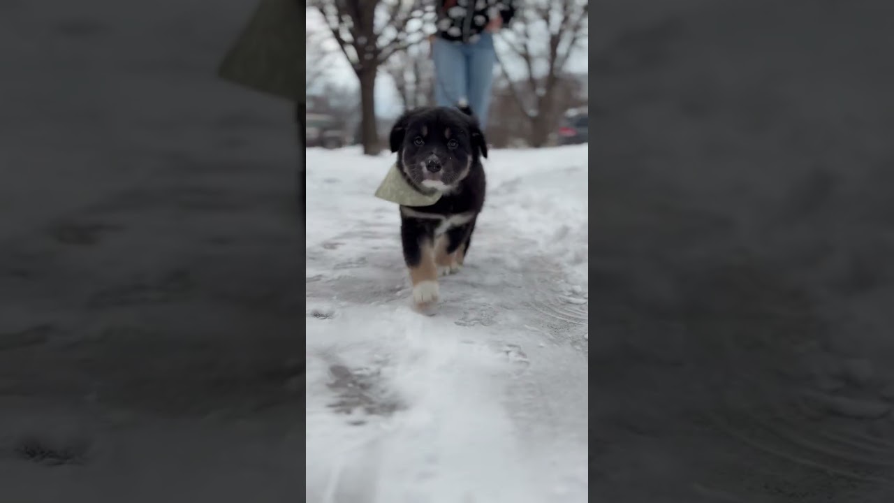 Enlarge Star, an adopted mixed breed in Saint Paul, MN video 3/6