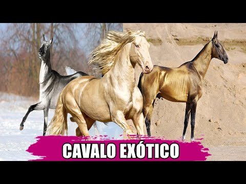 , title : '7 FATOS INTERESSANTES SOBRE A RAÇA DE CAVALOS AKHAL-TEKE #cavalos'