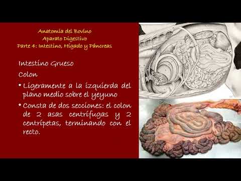 , title : 'Aparato Digestivo de Bovino Parte 4: Intestino, Hígado y Páncreas'