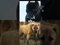 Pitbull VS TURKISH KANGAL CANE CORSO GERMAN SHEPHERD MOST INTIMADATING DOG BREED