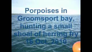 preview picture of video 'Porpoises Groomsport , Belfast Lough, , Ireland'