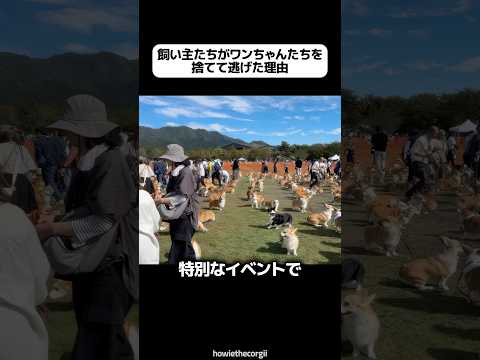 飼い主たちがワンちゃんたちを捨てて逃げた理由 🐾