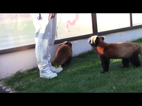 #1-30 Dec 2018 red panda at Adventure world, Japan
