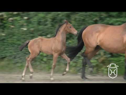 NF009 Hengstfohlen von Barcley - Limbus - Lantaan