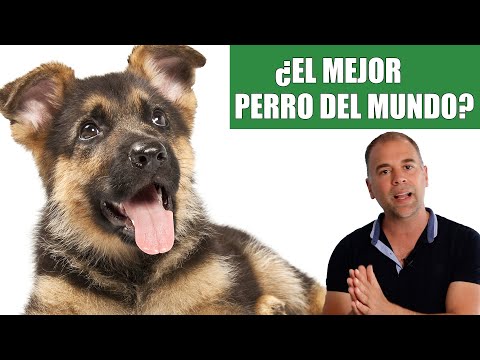 , title : 'El Pastor Alemán 😱 Un Super Perro MUY Complicado [¿O NO?]'