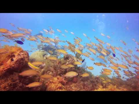 Wreck and reef, Scubacaribe Ocho Rios,Jamaika
