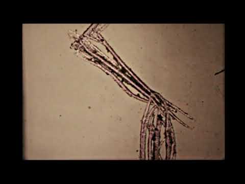 TEN HAND DRAWN FILMS