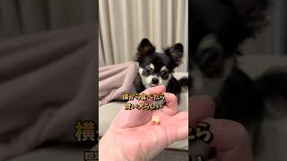 犬、おやつチャレンジ。  #犬との暮らし #chihuahua #dog