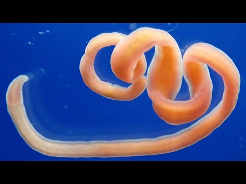 Vídeo de Cephalothrix oestrymnica