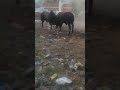 Saand Fight In Dhatrath