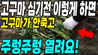 고구마 심기전 이렇게 하면 고구마가 안죽고 주렁주렁 열려 고구마 농사가 대박납니다.
