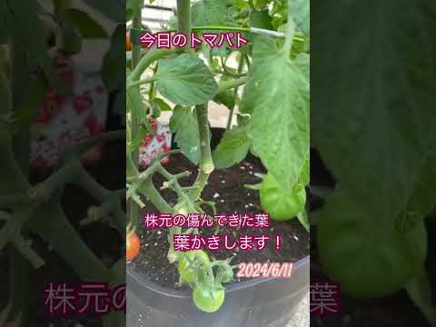 トマトを早く成長させるのに最適な肥料は何ですか?リーダーに従う ！  庭園