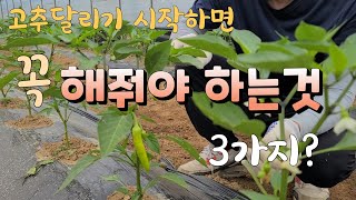 고추 달리기 시작하면 꼭해야 하는 3가지 고추 다수확 방법