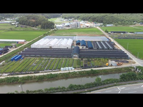 200725 (천지식물원-야생화,지피식물,그라스전문) Chunjee Nursery