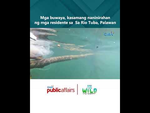 Mga buwaya, kasamang naninirahan ng mga residente sa Sa Rio Tuba, Palawan Born to Be Wild