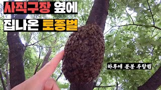 집나와서 사직야구장 옆에 자리잡은 토종벌 양파망에 쓸어담아 오기