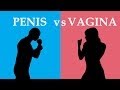 Penis Vs Vagina