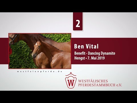 02 Ben Vital  Hengst v. Benefit - Dancing Dynamite