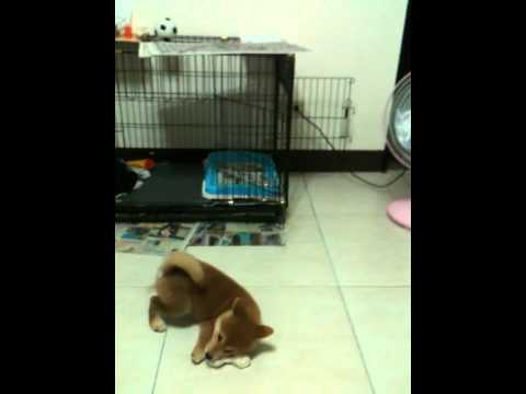 Qちゃん玩雞腿 (4個多月)(原發表者:雨過得彩虹)(影片)