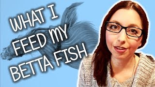 Feeding My Betta Fish (What I Currently Feed My Betta Fish)