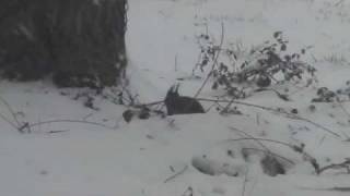 preview picture of video 'Squirrel in the Snow'