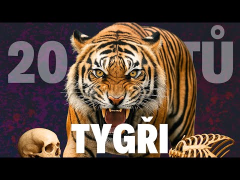 🤯 20 šokujících faktů o tygrech: Jak využívají infrazvuk a umí napodobit lidský hlas?