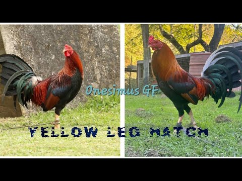 The Yellow Leg Hatch History by Francis "PROF" AfableCTTO SABONGNation @BREEDtoKILL