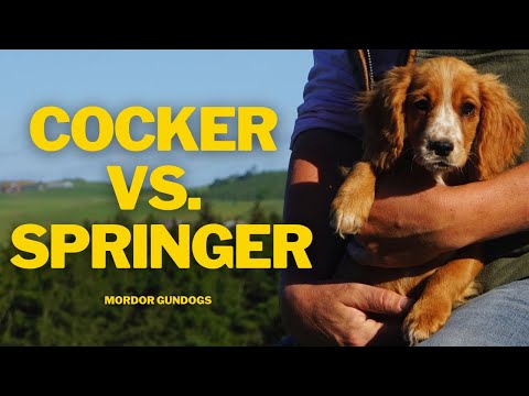Which Is Easier To Train? Cocker Spaniels vs. Springer Spaniels