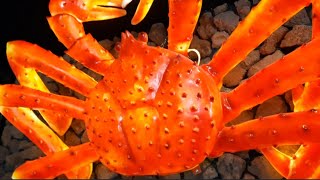 HUNGRY CRAB 🦀  BRUNSWICK GEORGIA