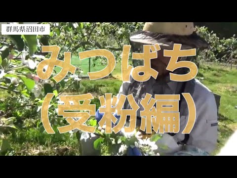 受粉:ミツバチと花による受粉 自然と動物
