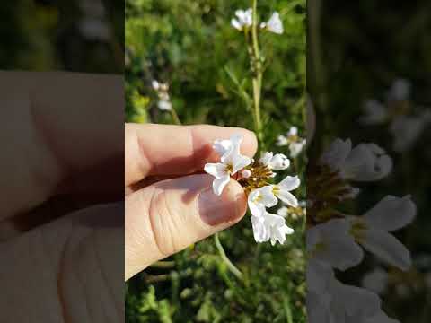 Episode 15 : la cardamine des prés