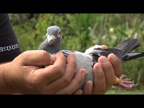 Prezentare porumbei voiajori cu Dumitru de la Tur, Satu Mare - 2025 Nou!!!