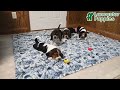 Basset Hound dogs for sale: Bill - Video 1