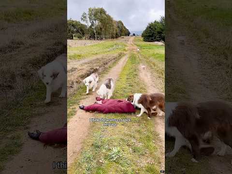 Pretending to faint in front of the farm animals ❤️ #Farm #FarmLife #Animals #fyp