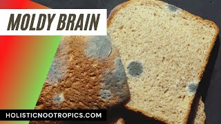 How Mold Toxicity Affects The Brain
