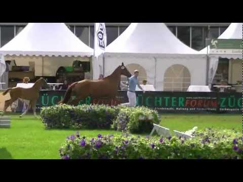 Deutsches Fohlenchampionat Lienen 2012