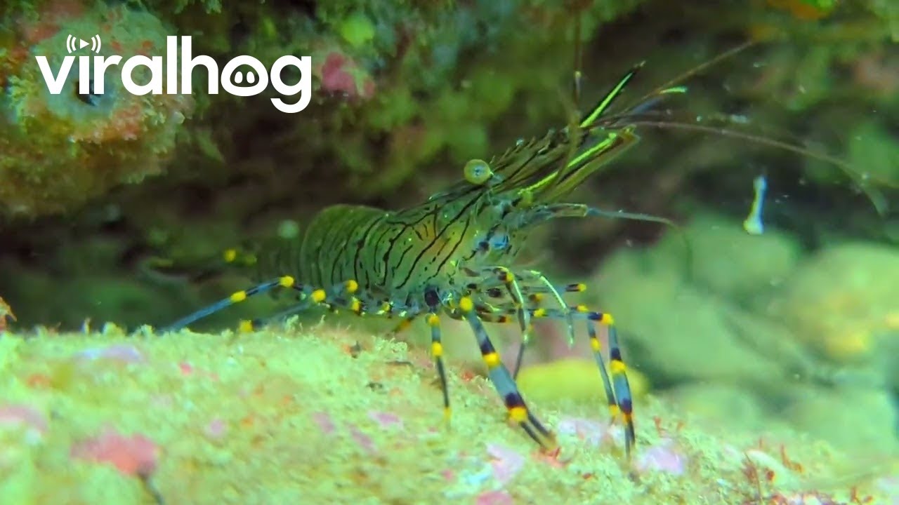Translucent Colorful Shrimp || ViralHog